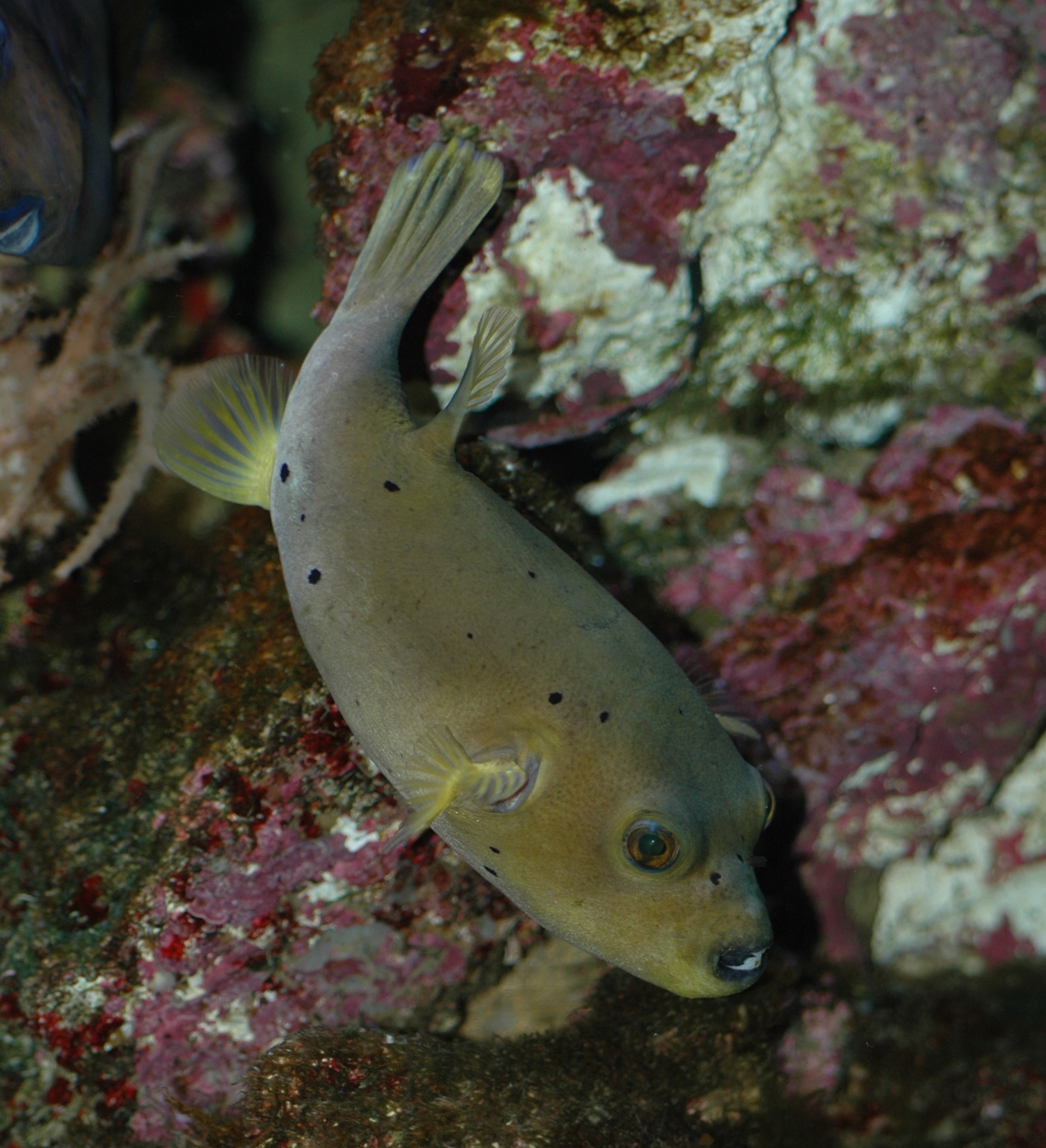 Tetraodontidae Arothon nigripunctatus