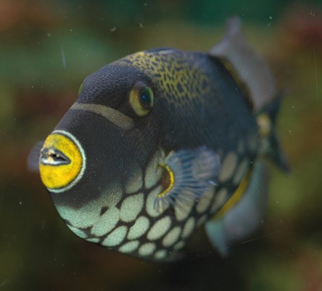 Balistida Balistoides conspicillum