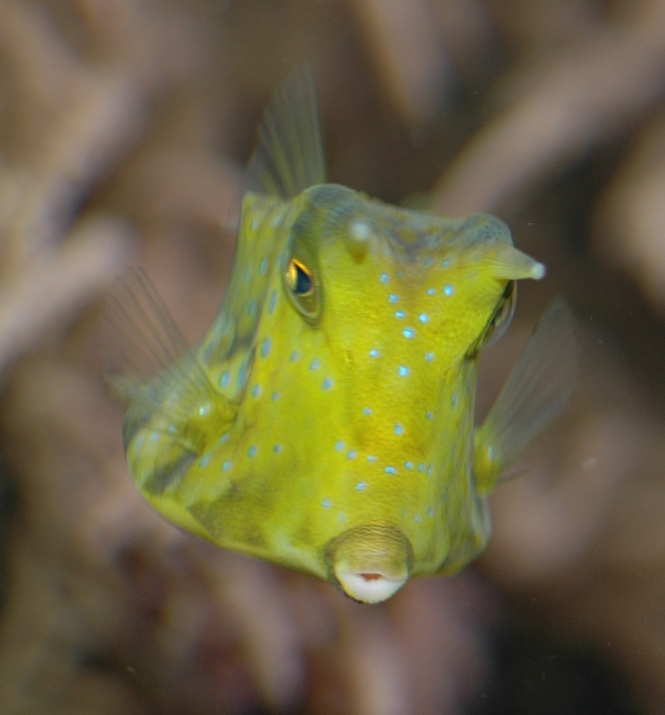Ostraciidae Lactoria cornuta
