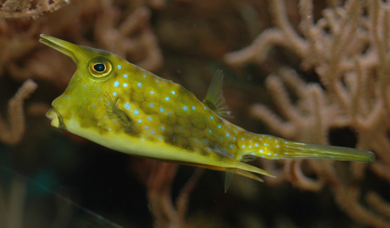 Ostraciidae Lactoria cornuta