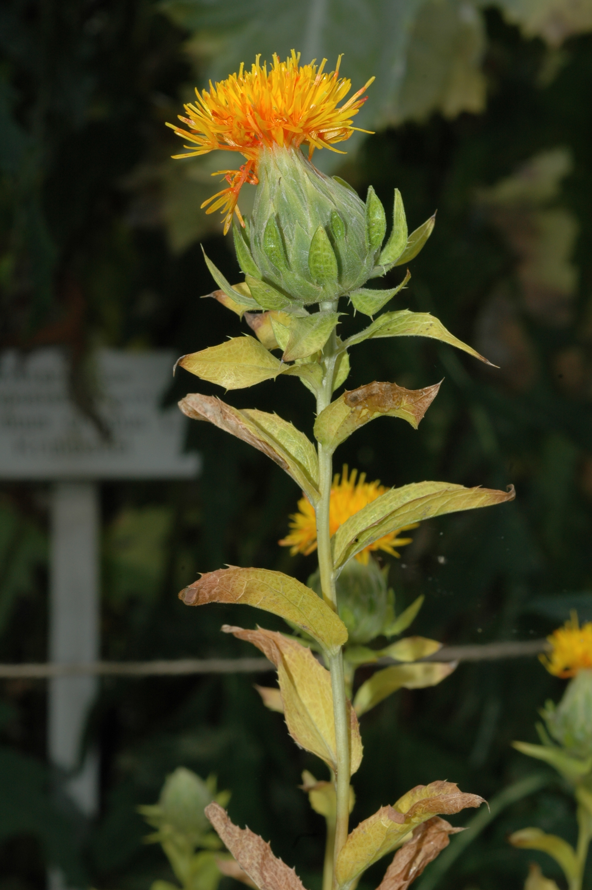 Asteraceae Carthamus tinctorius