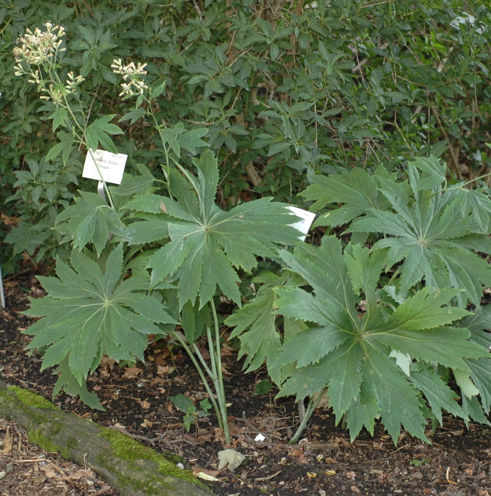 Asteraceae Syneilesis palmata
