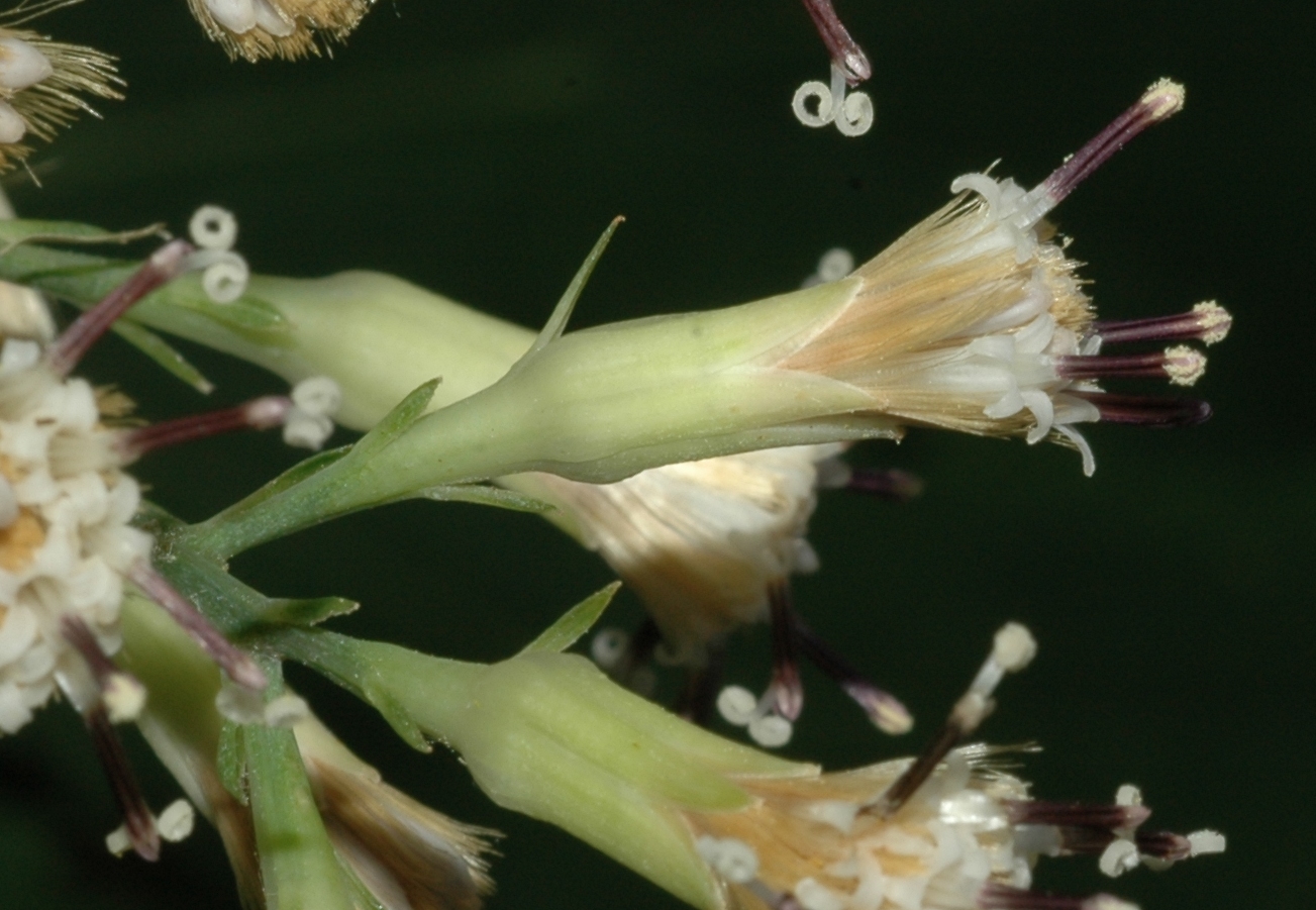 Asteraceae Syneilesis palmata