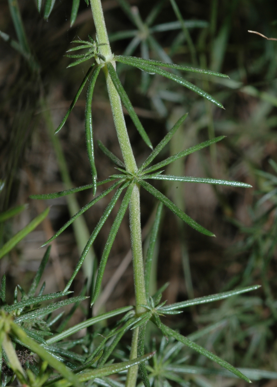 Rubiaceae Galium verum