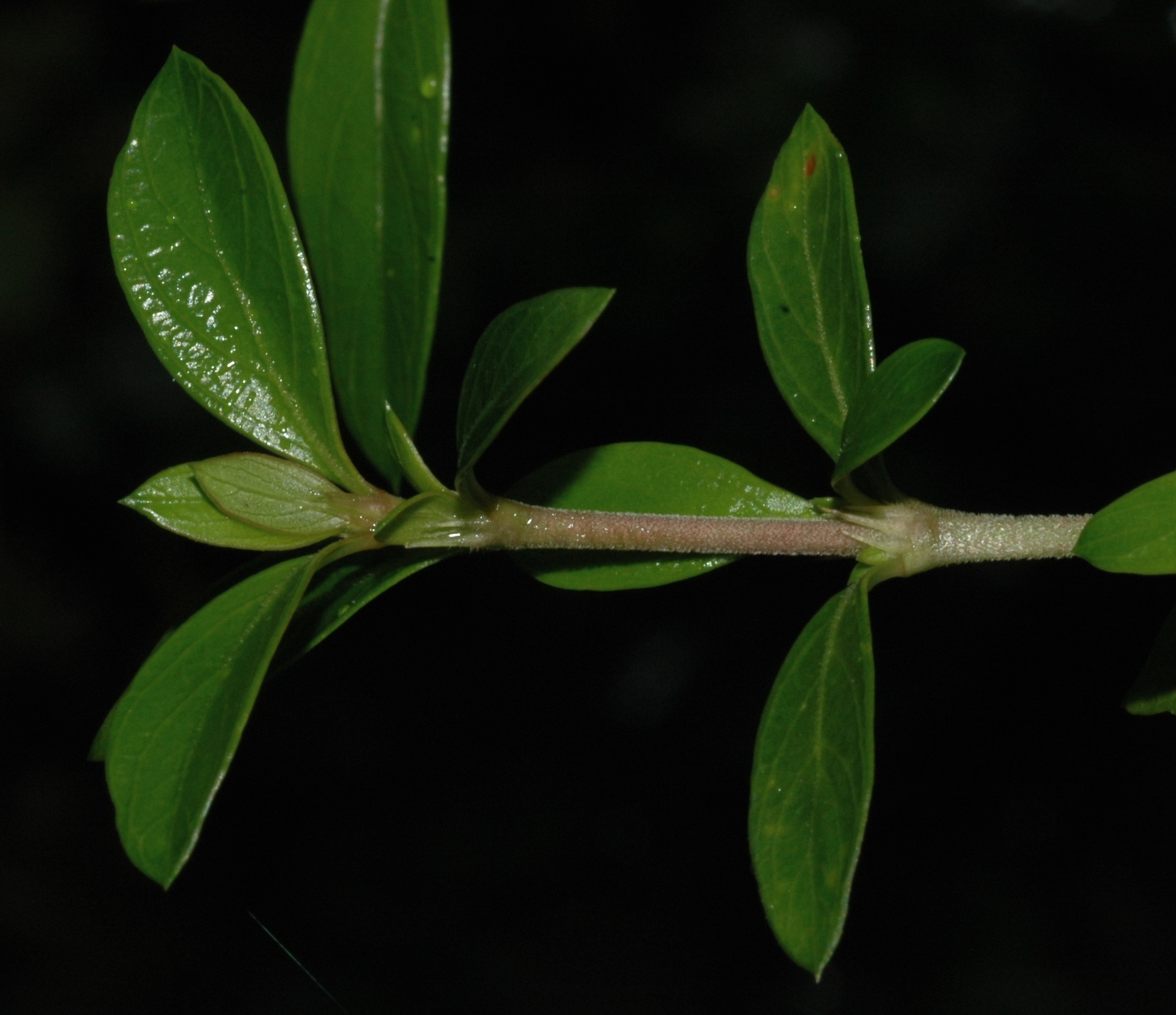 Rubiaceae Serissa foetida