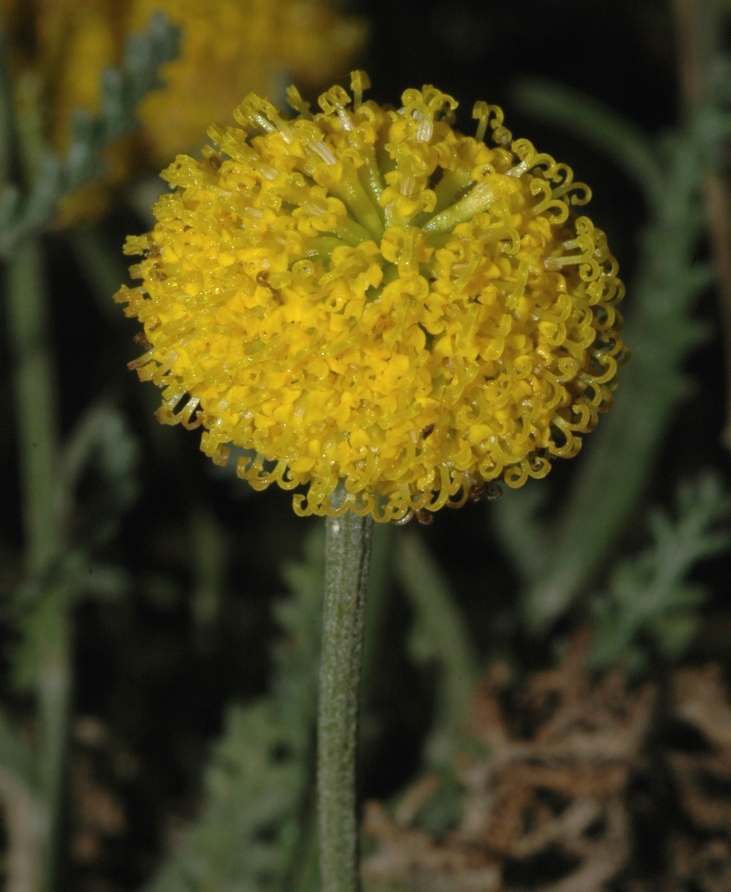 Asteraceae Santolina chamaecyparissus