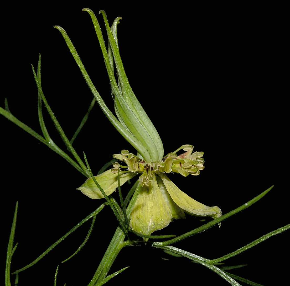 Ranunculaceae Nigella orientalis