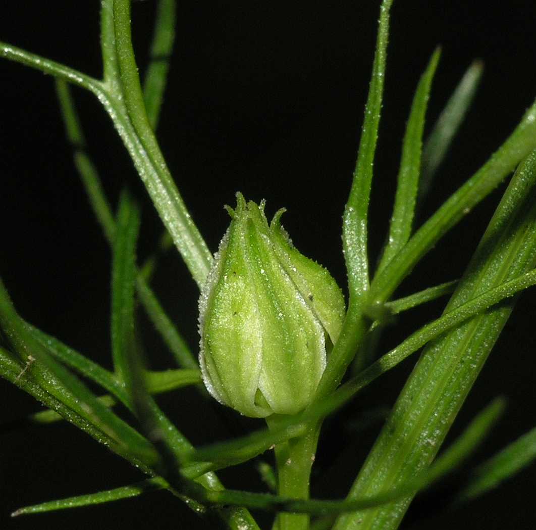 Ranunculaceae Nigella orientalis