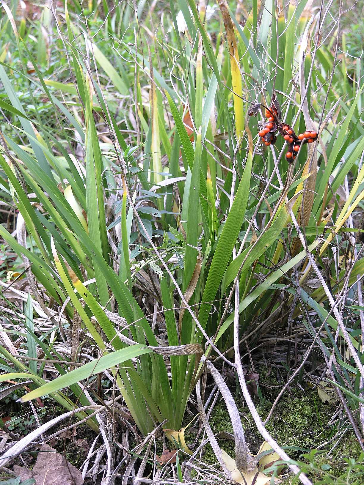 Iridaceae Iris foetidissima