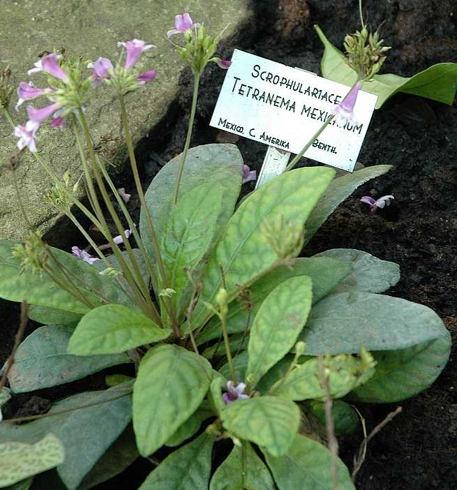 Plantaginaceae Tetranema mexicanum