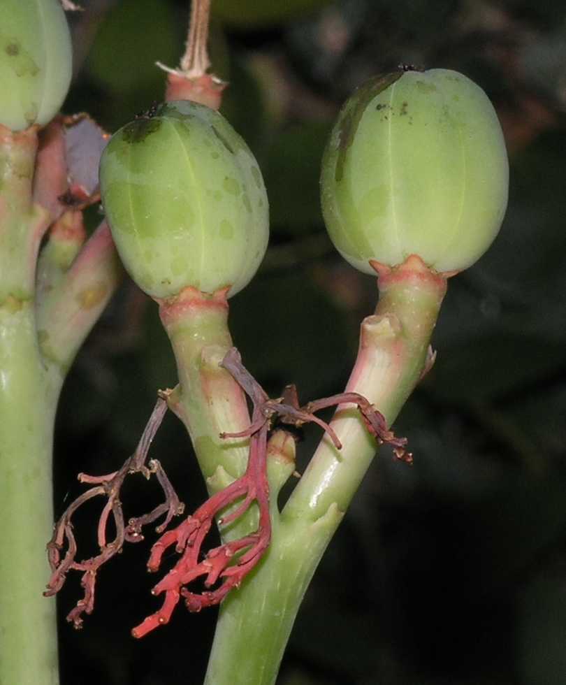Euphorbiaceae Jatropha podagrica
