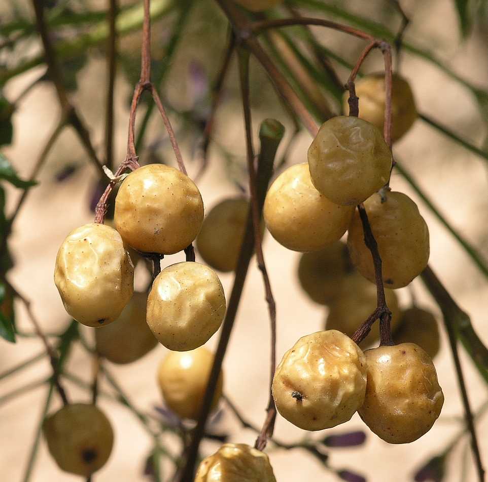 Meliaceae Melia azedarach