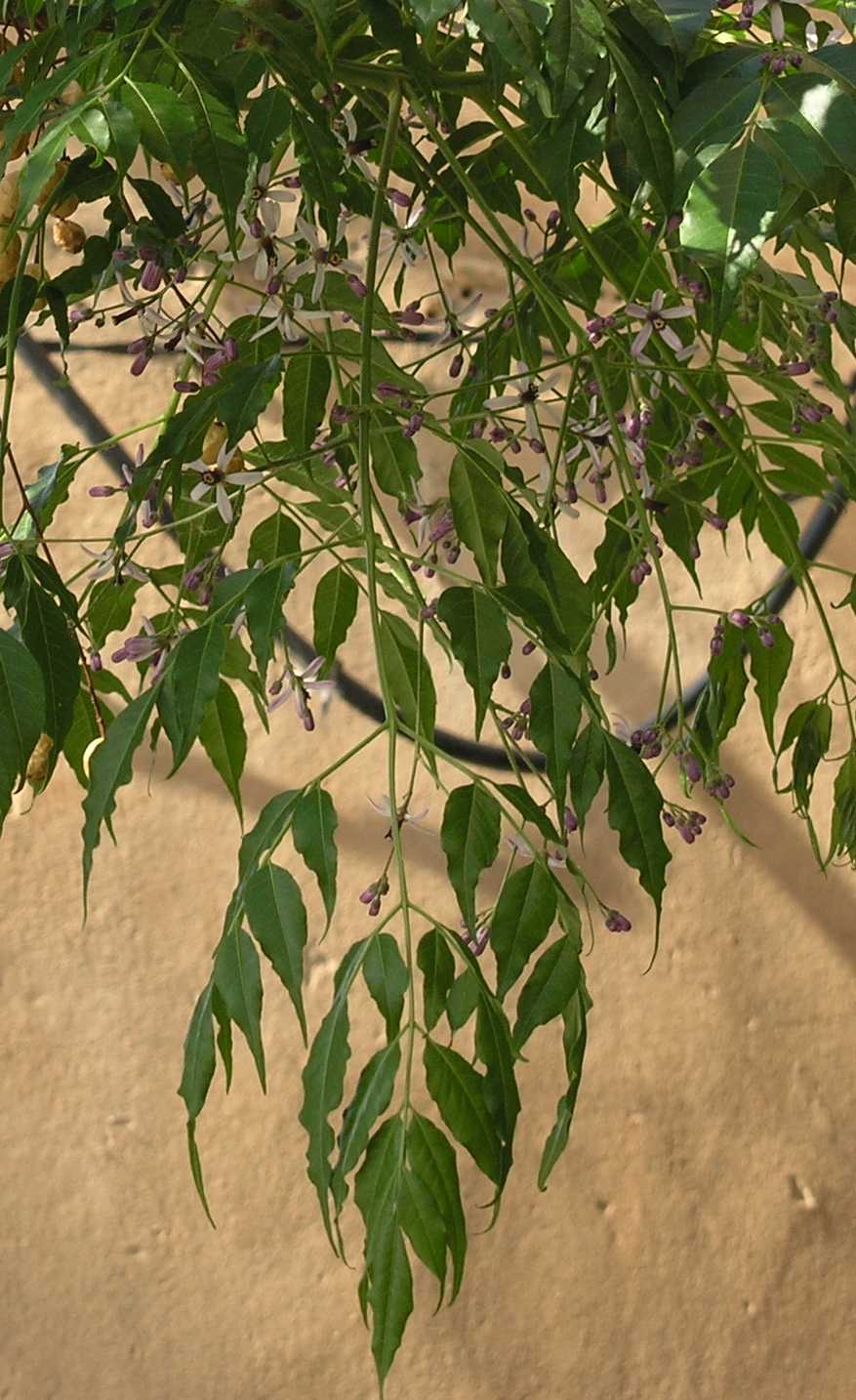 Meliaceae Melia azedarach