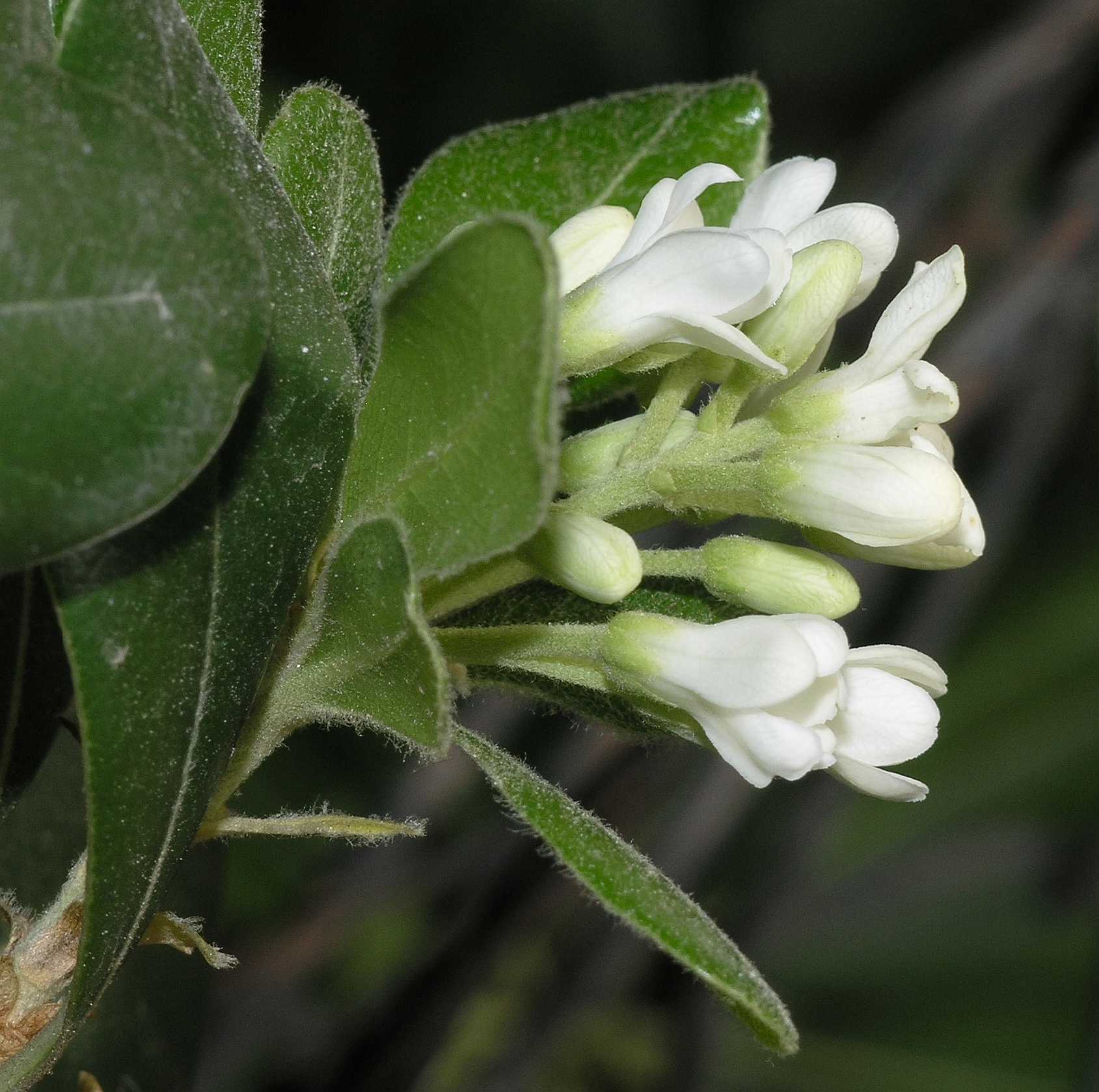 Pittosporaceae Pittosporum tobira
