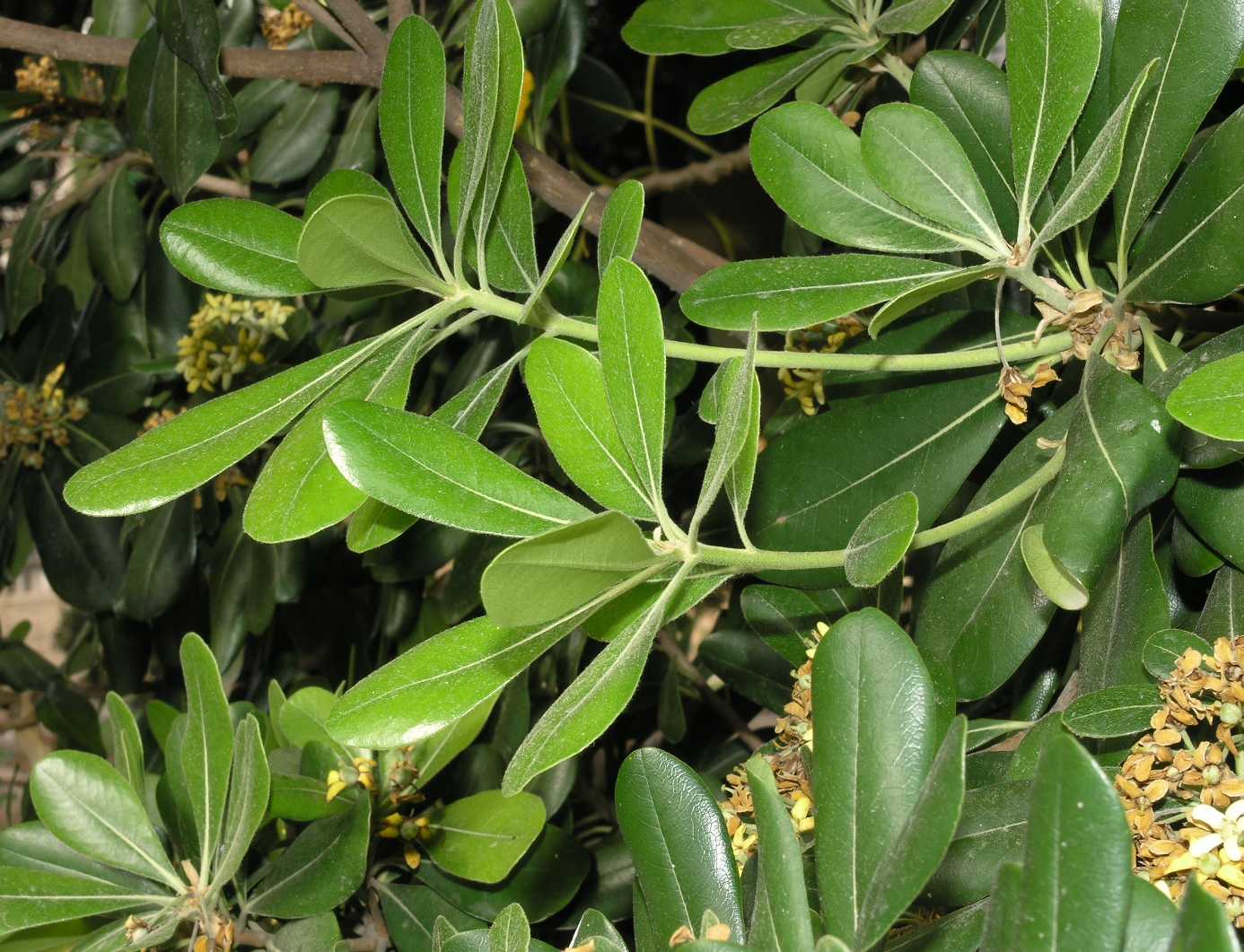 Pittosporaceae Pittosporum tobira