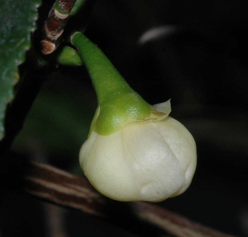 Theaceae Camellia sinensis