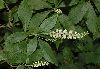 image of Clethra alnifolia