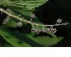 image of Clethra alnifolia