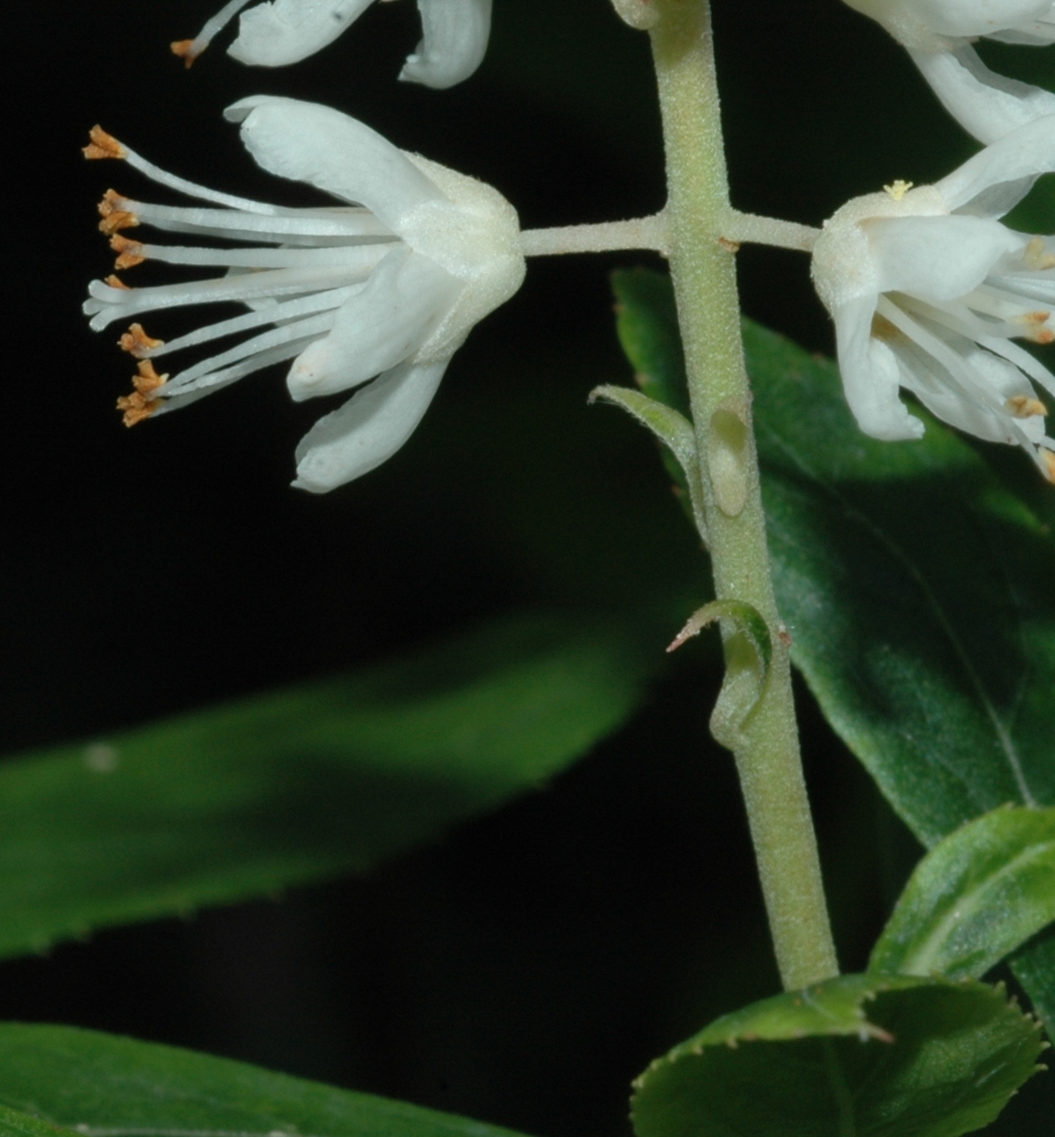 Clethraceae Clethra alnifolia