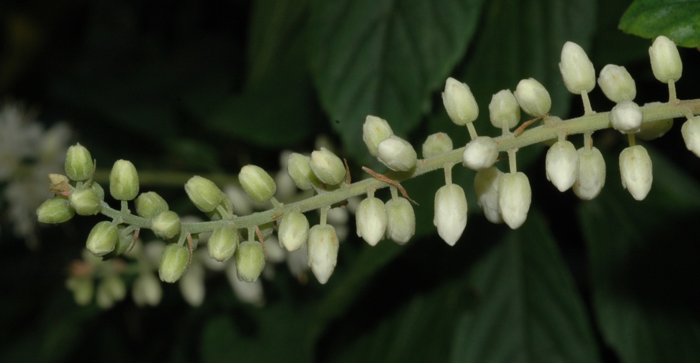 Clethraceae Clethra alnifolia