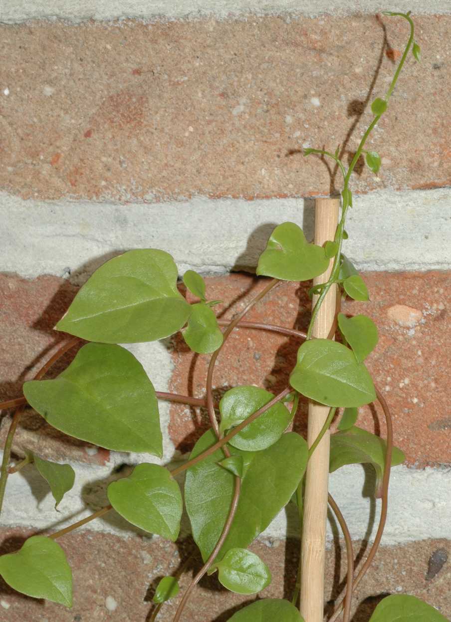Basellaceae Anredera cordifolia