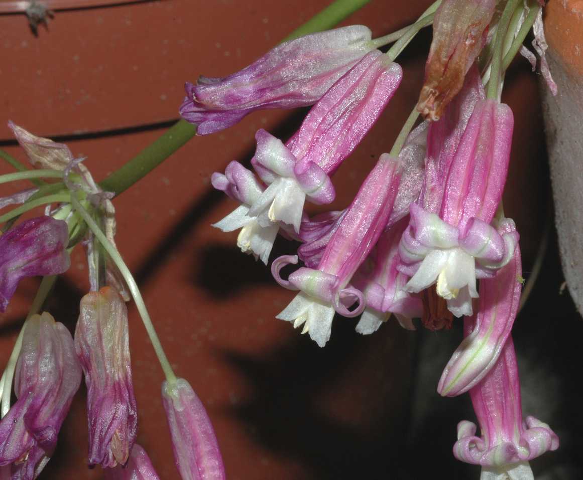 Themidaceae Dichelostemma ida-maia