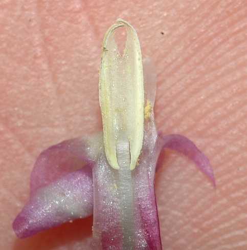 Themidaceae Dichelostemma ida-maia