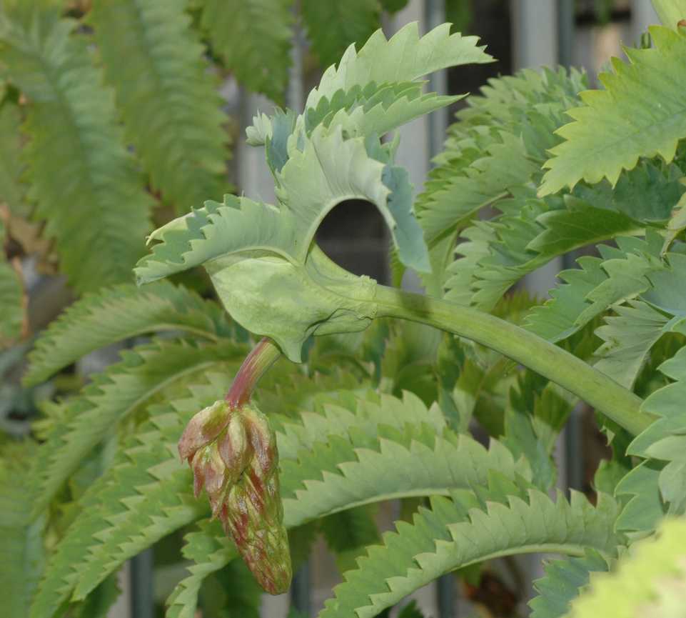 Melianthaceae Melianthus 