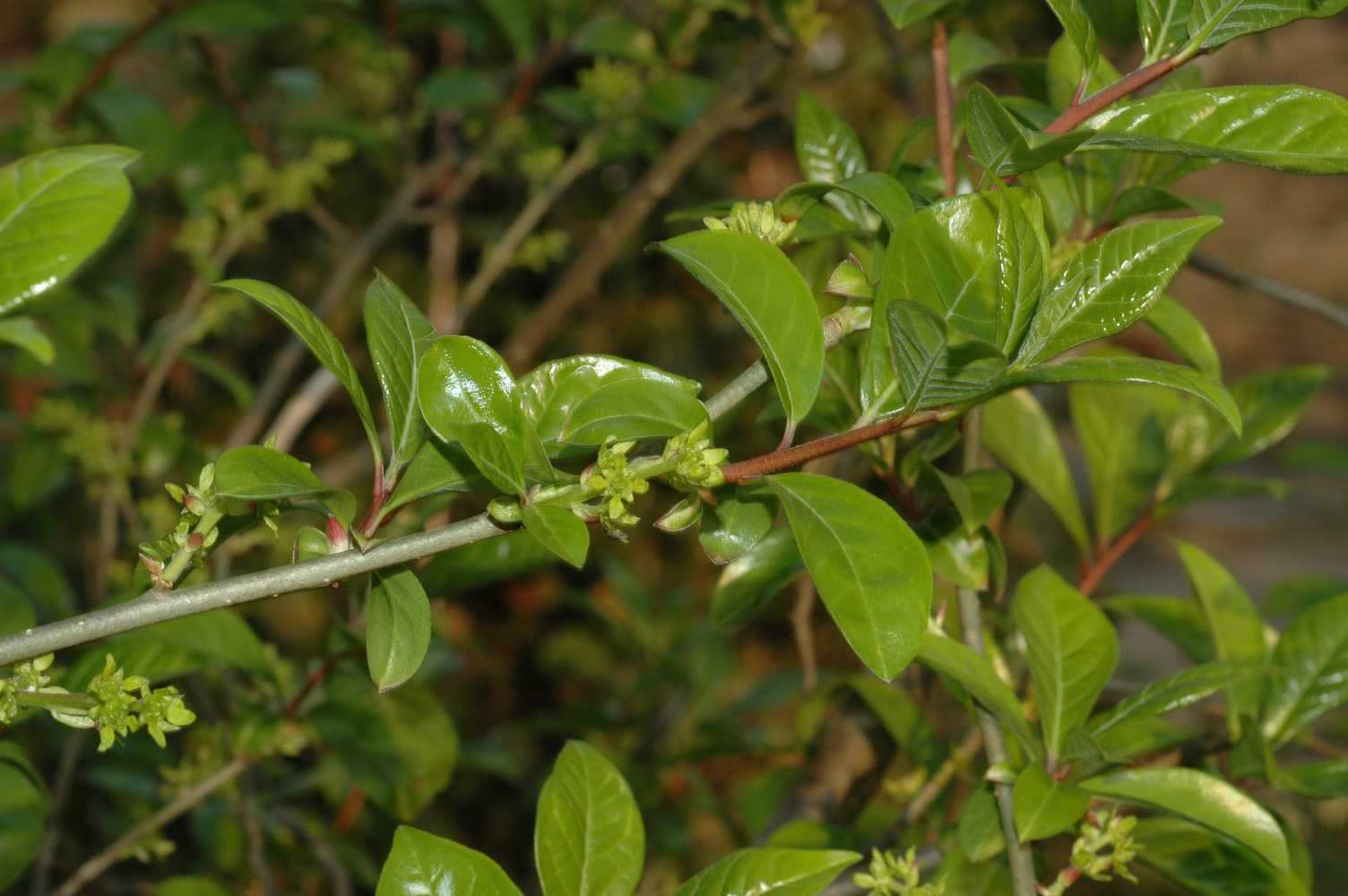 Rutaceae Orixa japonica