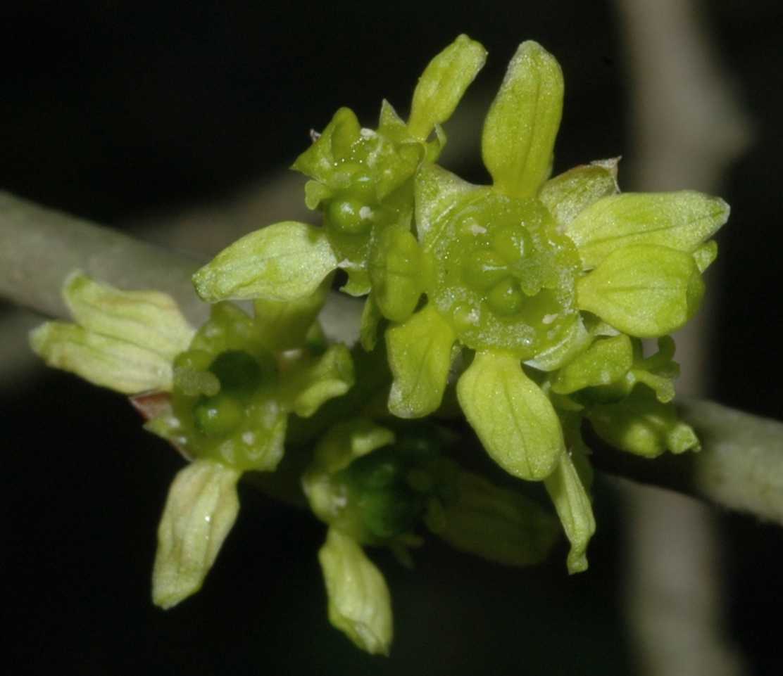 Rutaceae Orixa japonica
