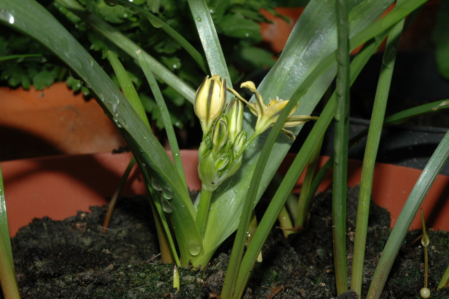 Themidaceae Bloomeria crocea