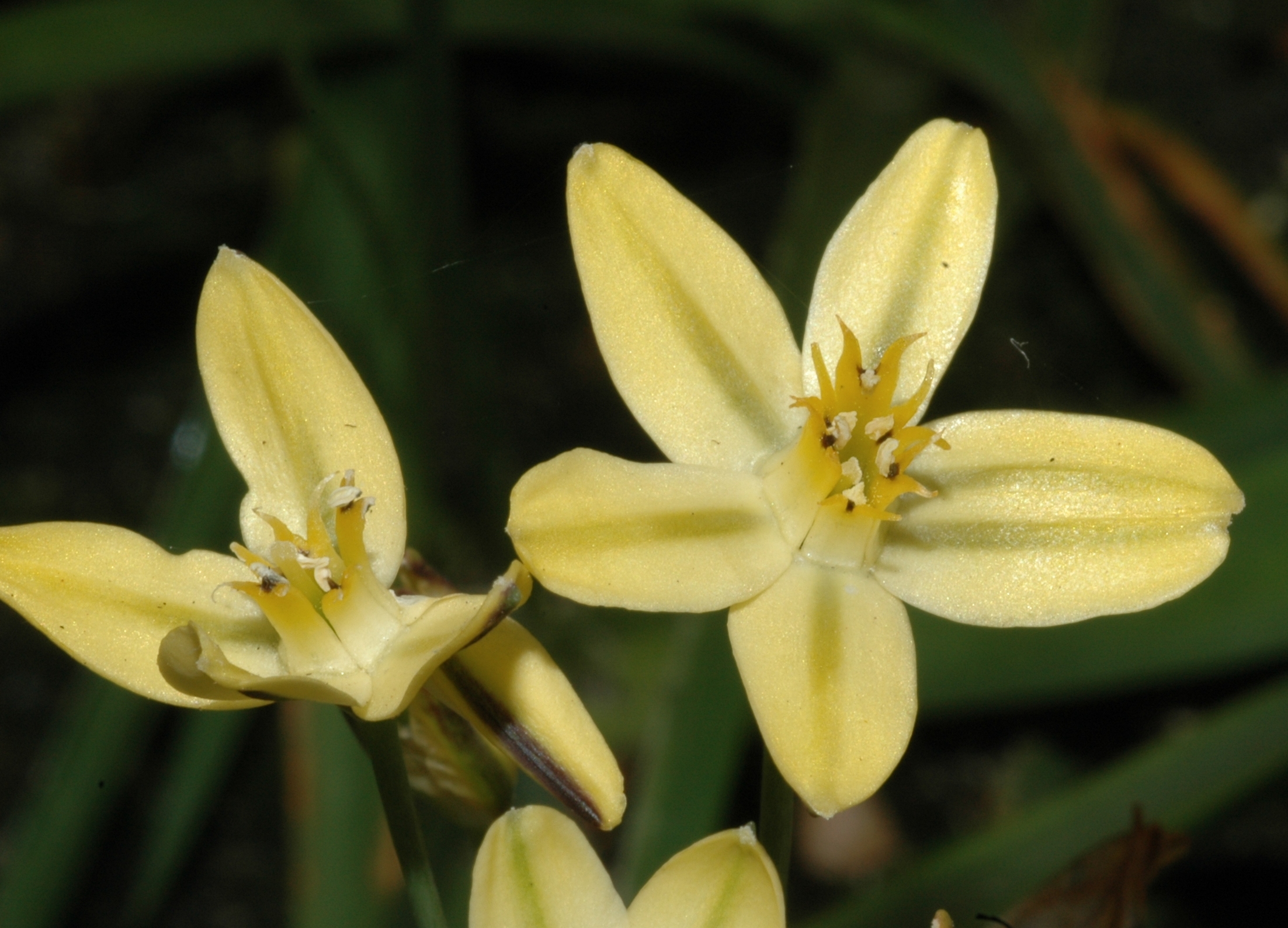 Themidaceae Bloomeria crocea