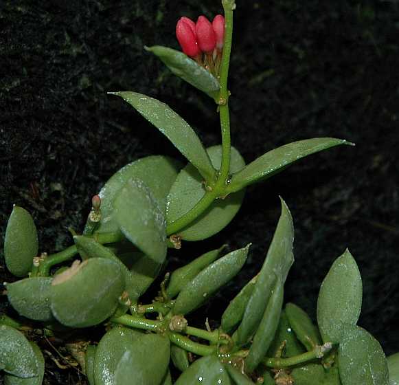 Apocynaceae Dischidia vidalii