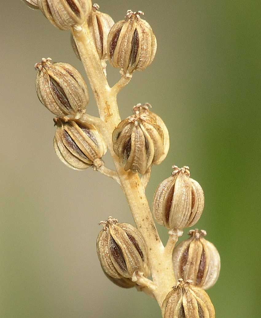 Juncaginaceae Triglochin palustre
