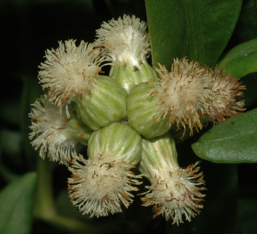 Asteraceae Baccharis genistelloides