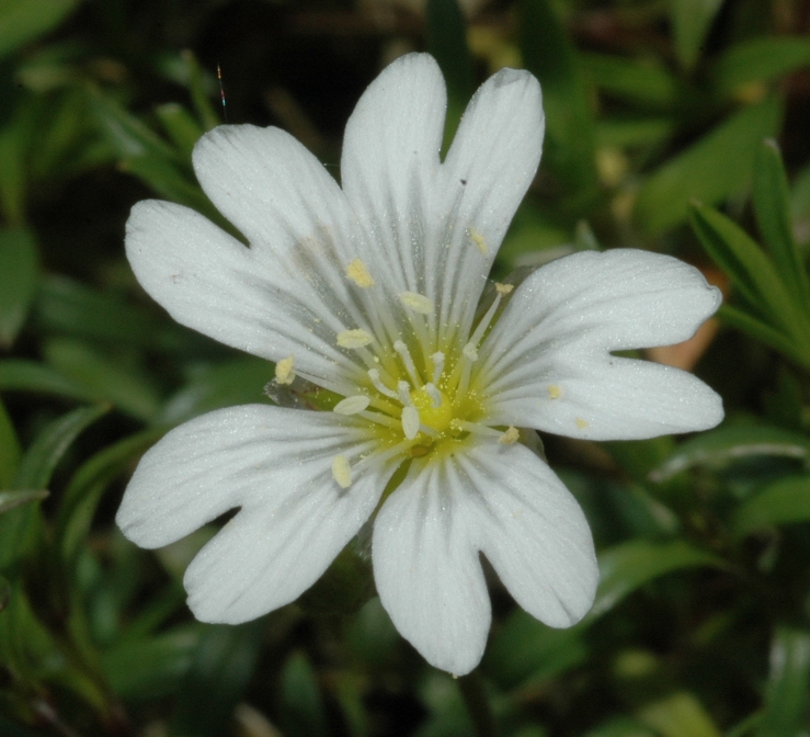 Caryophyllaceae Cerastium arvense