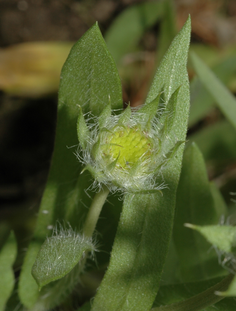 Asteraceae Gaillardia 