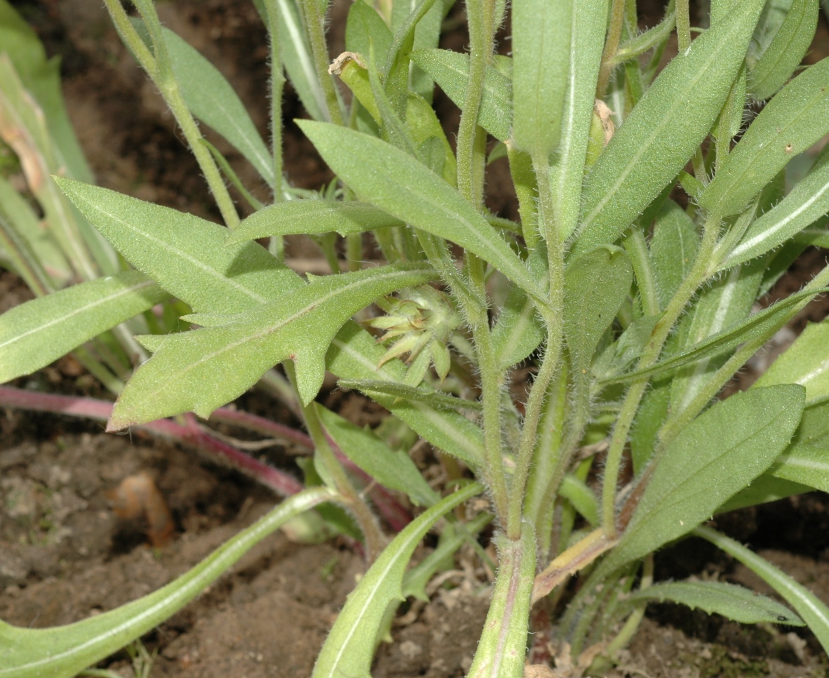 Asteraceae Gaillardia 