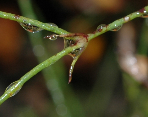 Caryophyllaceae Petrorhagia saxifraga