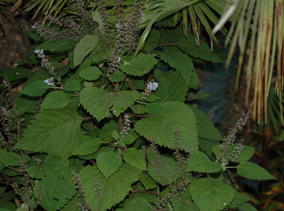 Lamiaceae Plectranthus fruticosus