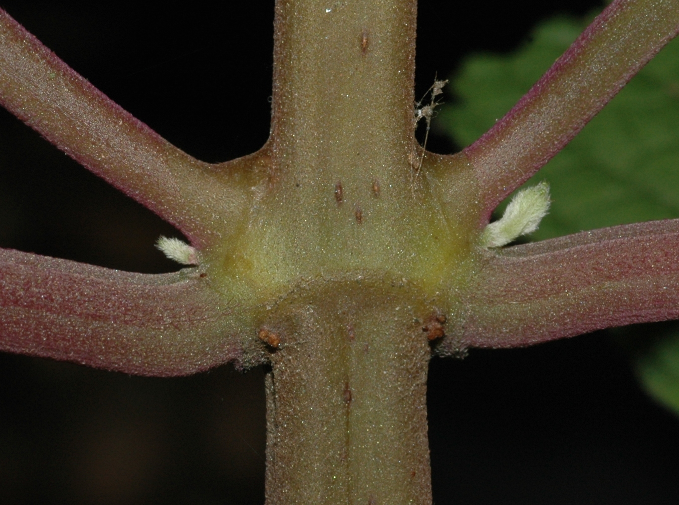 Lamiaceae Plectranthus fruticosus