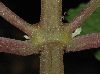 image of Plectranthus fruticosus