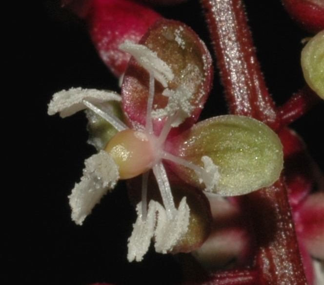 Phytolaccaceae Trichostigma peruvianum