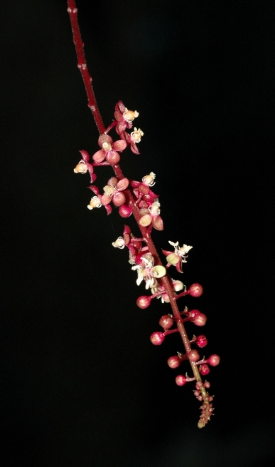 Phytolaccaceae Trichostigma peruvianum