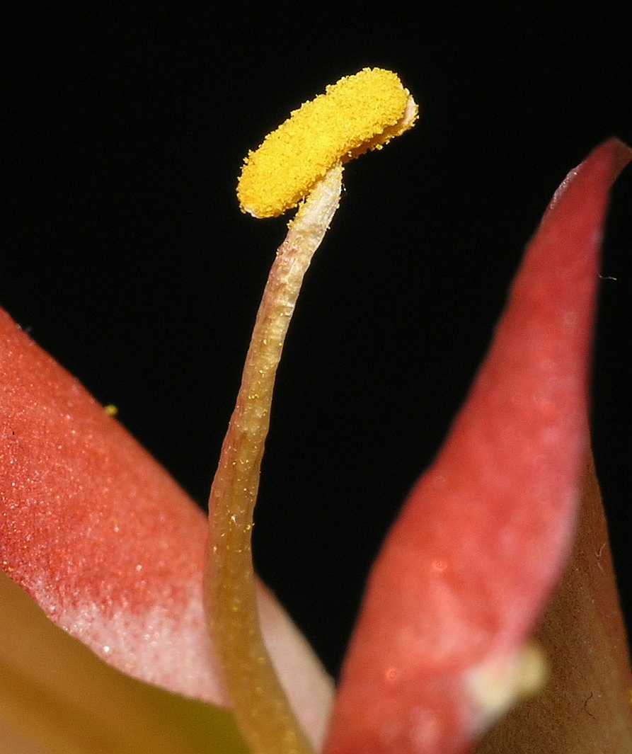 Amaryllidaceae Clivia miniata