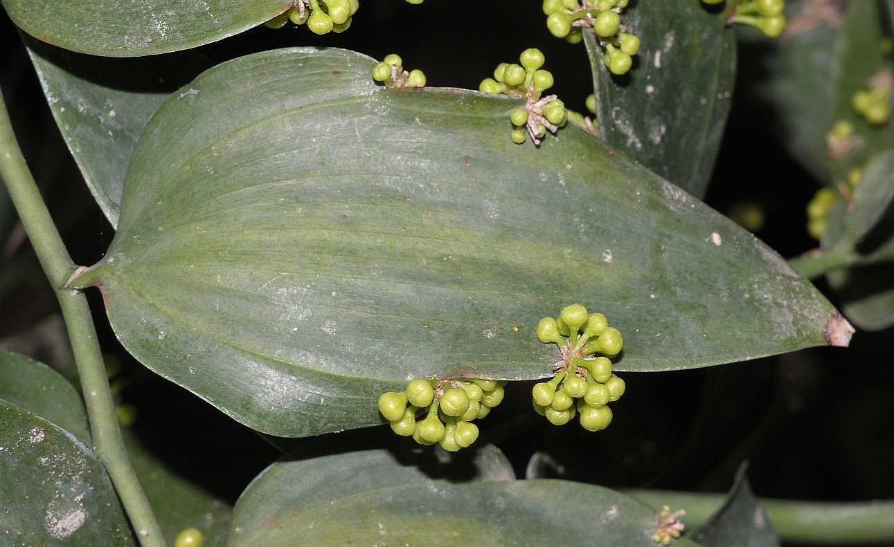 Asparagaceae Semele androgyna