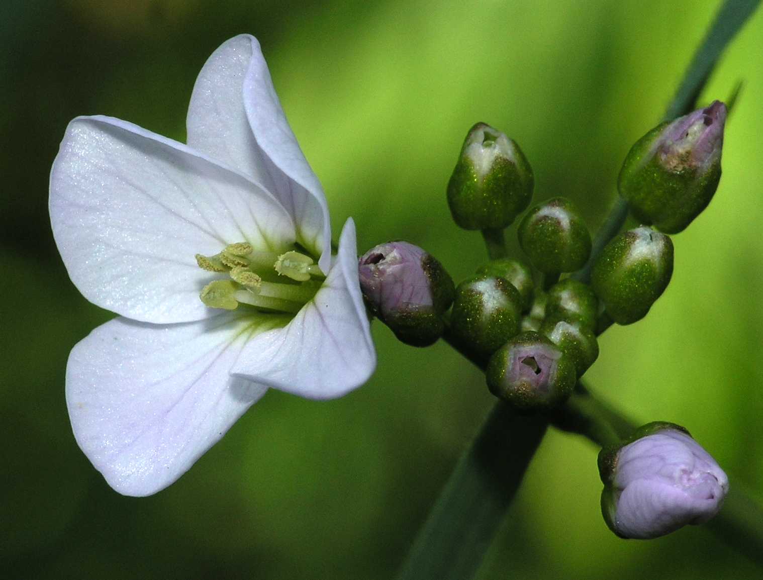 Brassicaceae Cardamine pratensis