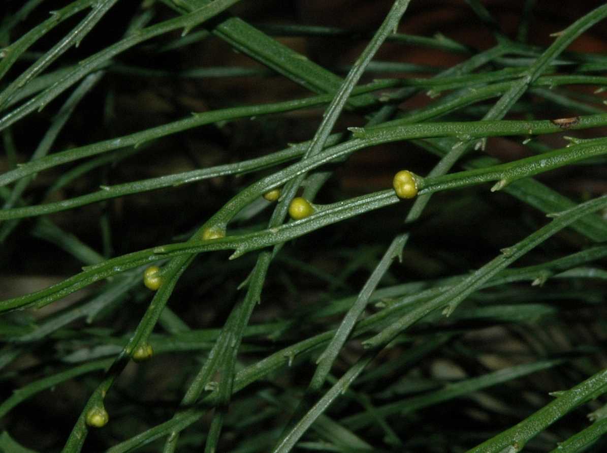 Psilotaceae Psilotum nudum