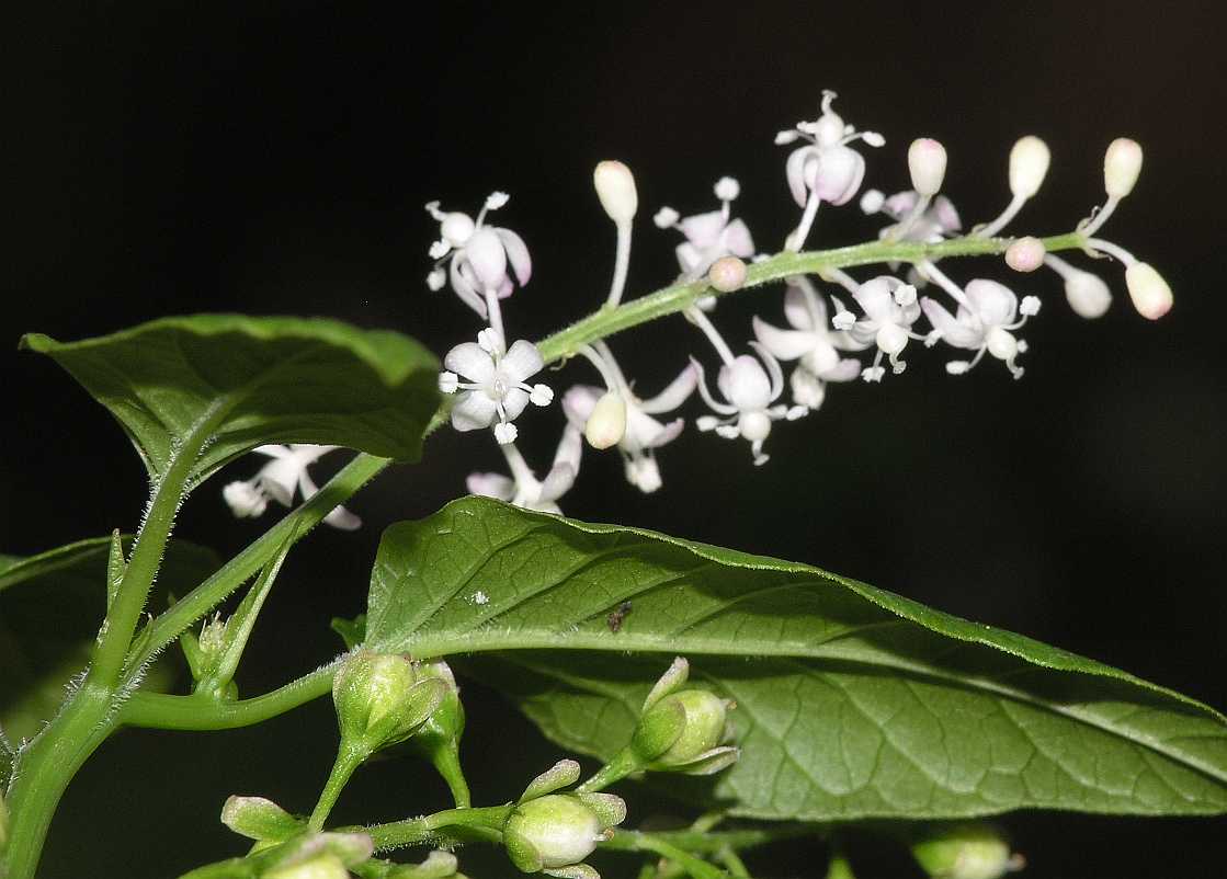 Phytolaccaceae Rivina aurantiaca