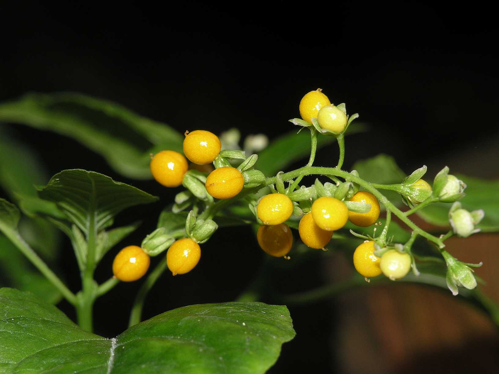 Phytolaccaceae Rivina aurantiaca